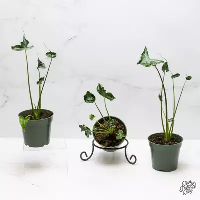 plant/Alocasia 'Teletubbies' *Grower's choice*-0-thumbnail