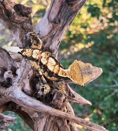 plant/Kevin - M-0-thumbnail