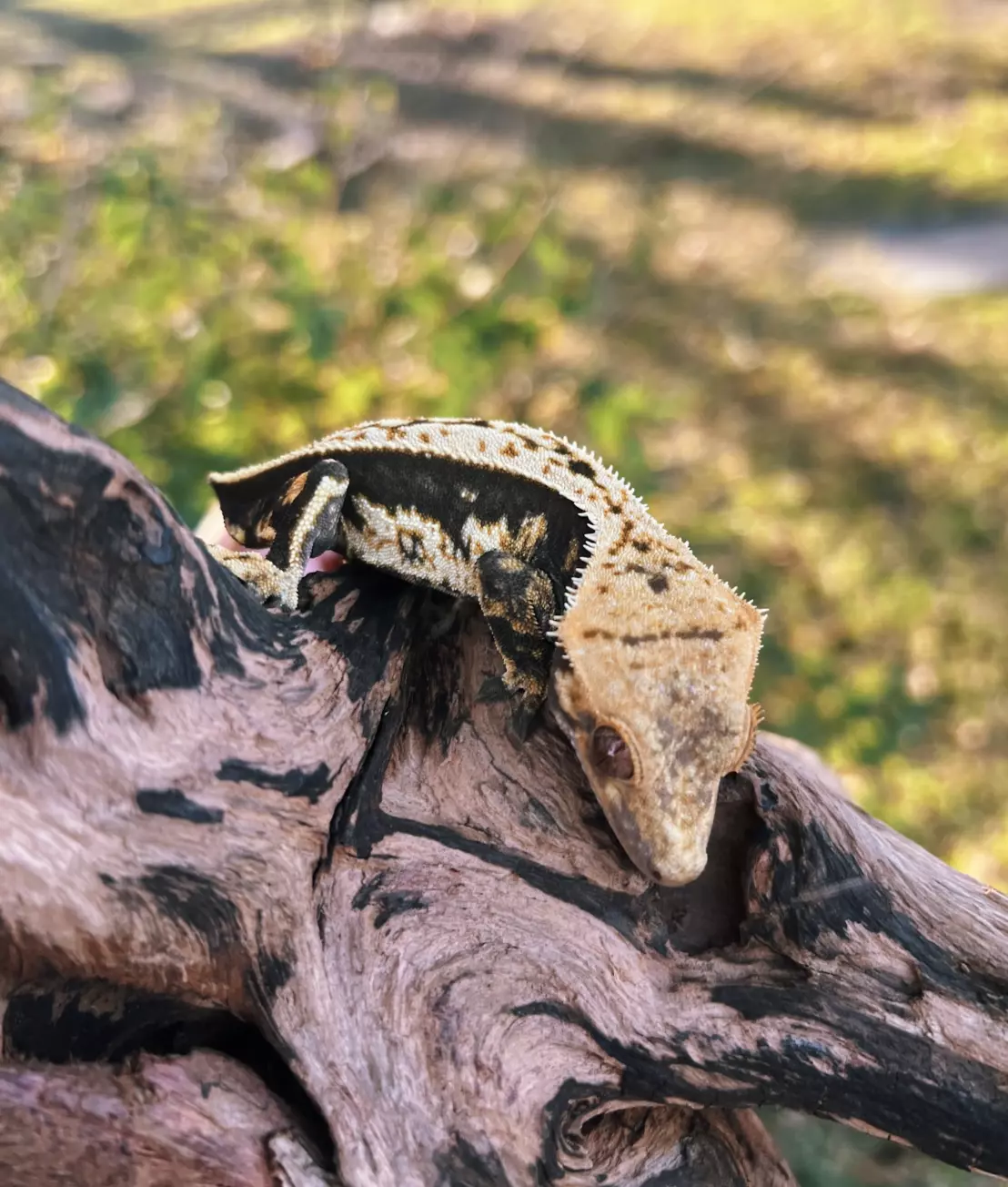 plant/Wind Blow - M-0