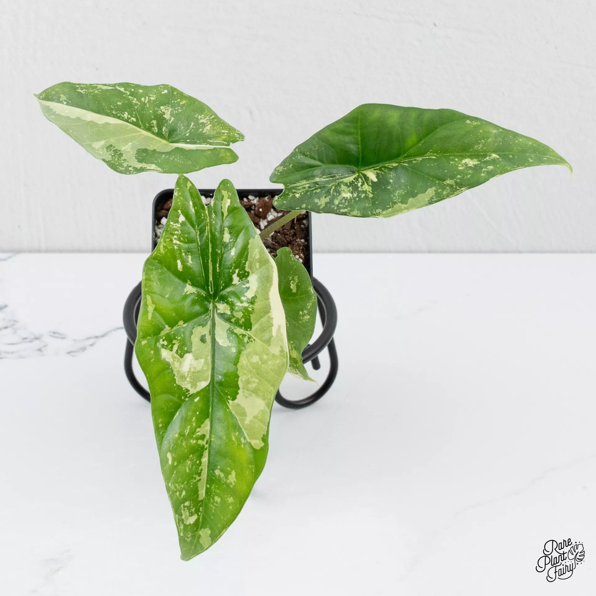 plant/Alocasia 'Simpo' Albo Variegated *Grower's choice*-0