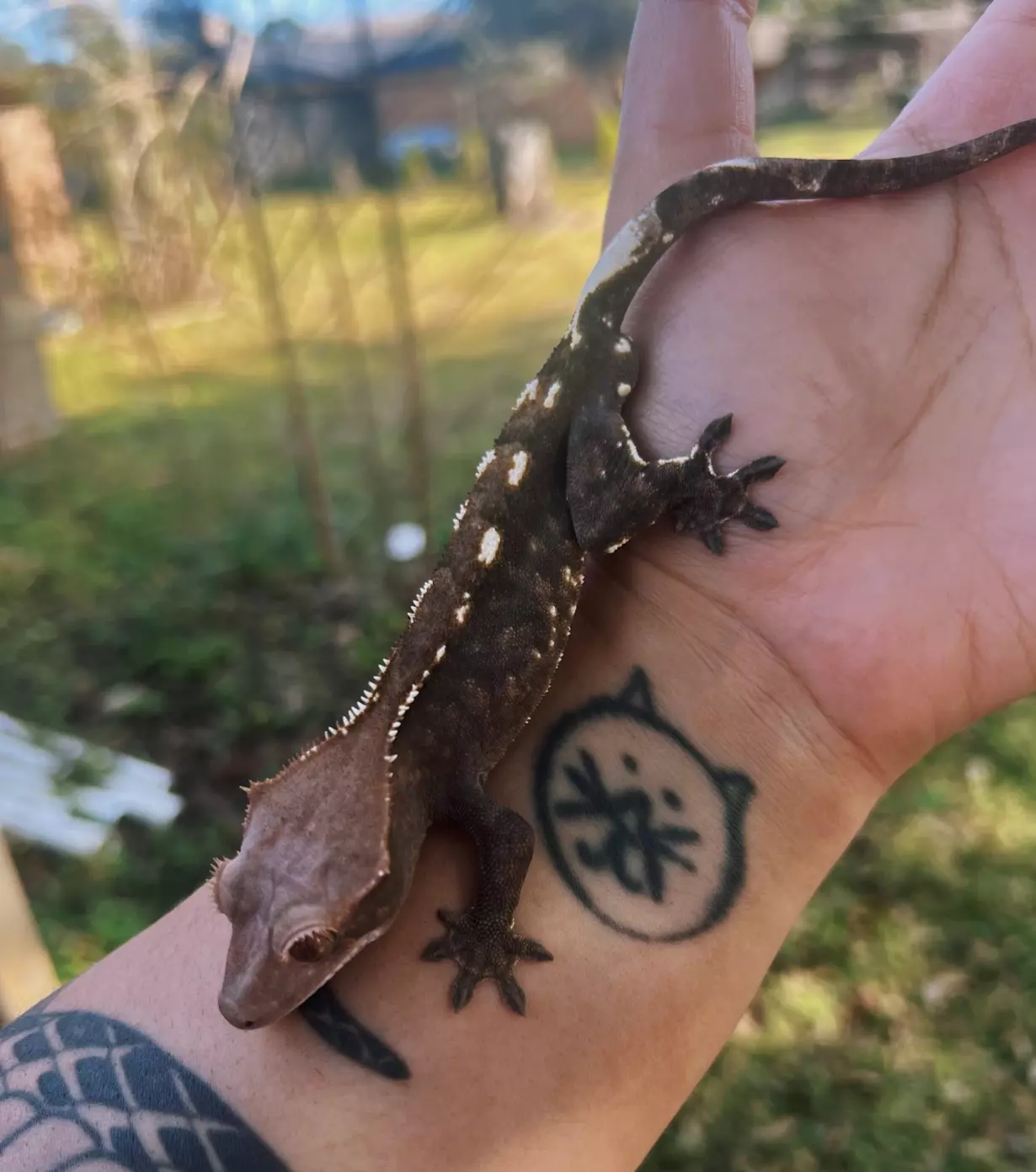 plant/Striker - Cap M-0