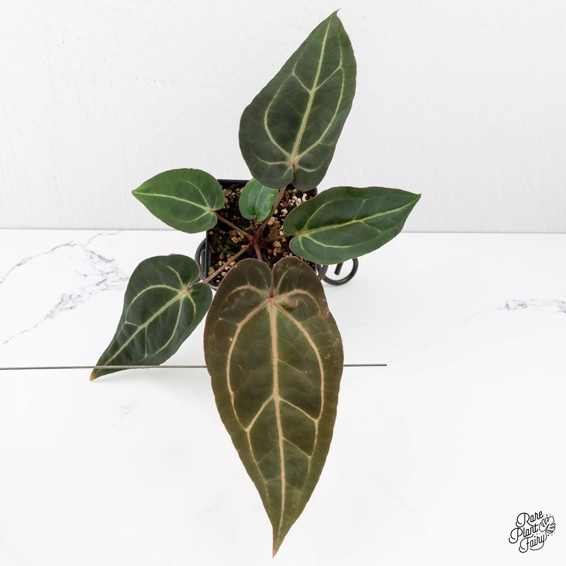 plant/Anthurium Minerva '20' x Dark & Handsome '9' by DocBlock® *Grower's Choice*-0