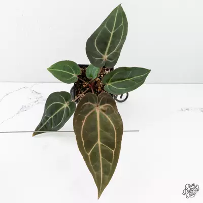 plant/Anthurium Minerva '20' x Dark & Handsome '9' by DocBlock® *Grower's Choice*-0-thumbnail