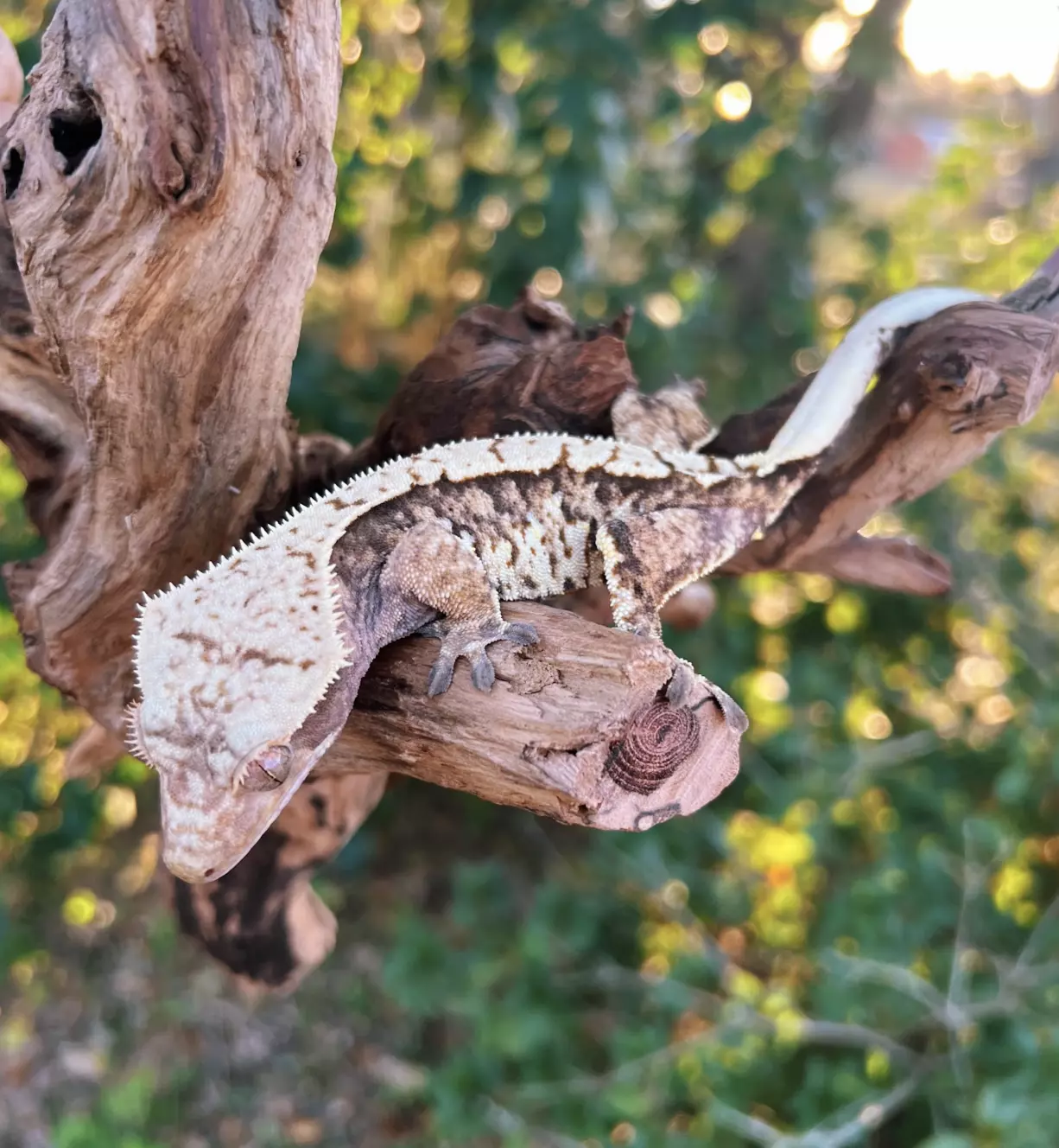 plant/Crazy Latte - F-0