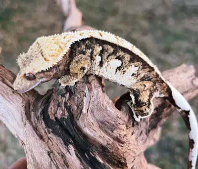 plant/Pumpkin Spice - F RTB-0-thumbnail