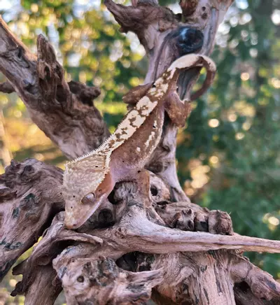 plant/Escandalosa - F-1-thumbnail