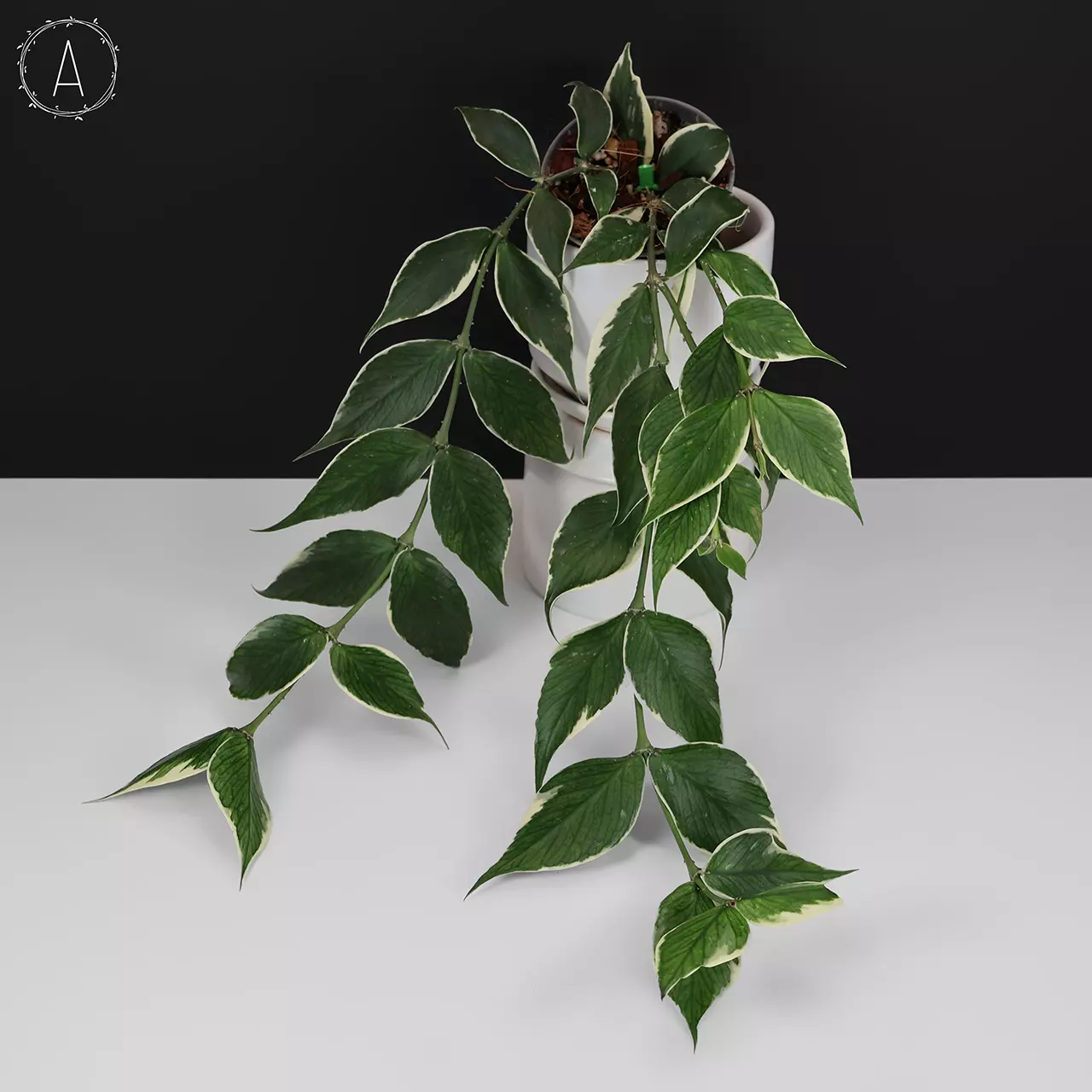 plant/Hoya Polyneura Albomarginata-0