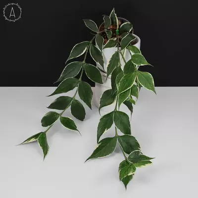 plant/Hoya Polyneura Albomarginata-0-thumbnail