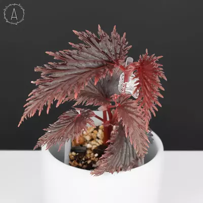 plant/Begonia Miri Sp. Papua New Guinea-0-thumbnail