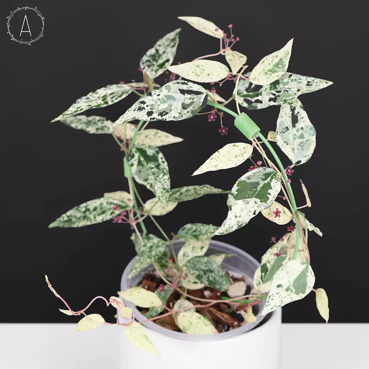 plant/Dregea Sinensis Variegated-0