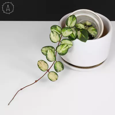 plant/Hoya Mathilde Inner Variegated-0-thumbnail