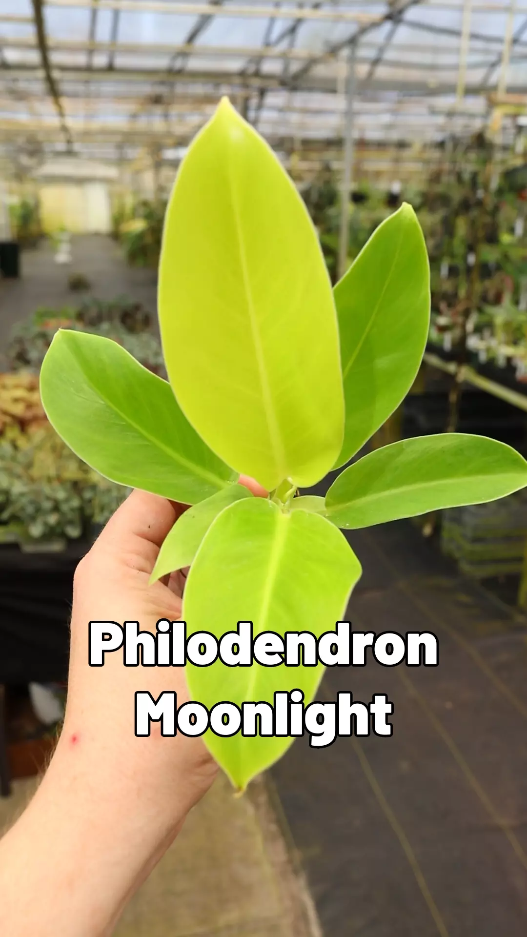 plant/Philodendron Moonlight-0