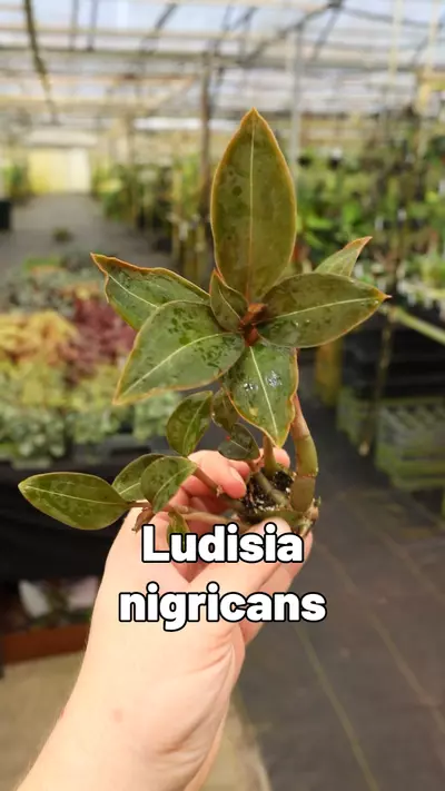 plant/Ludisia nigricans-0-thumbnail
