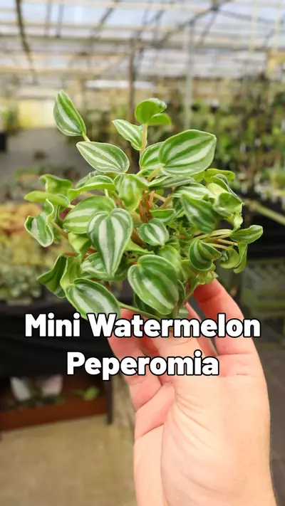 plant/Mini Watermelon Peperomia-0-thumbnail
