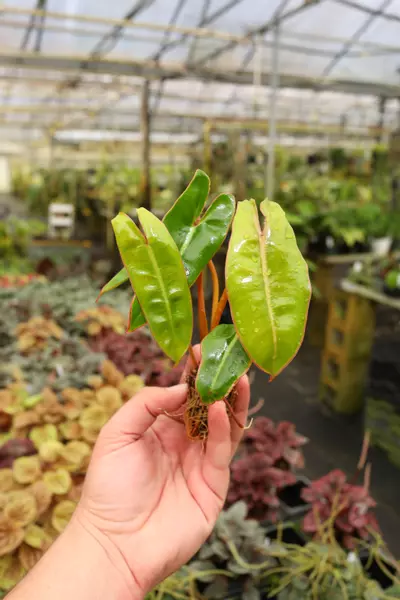plant/Philodendron billietiae-0-thumbnail