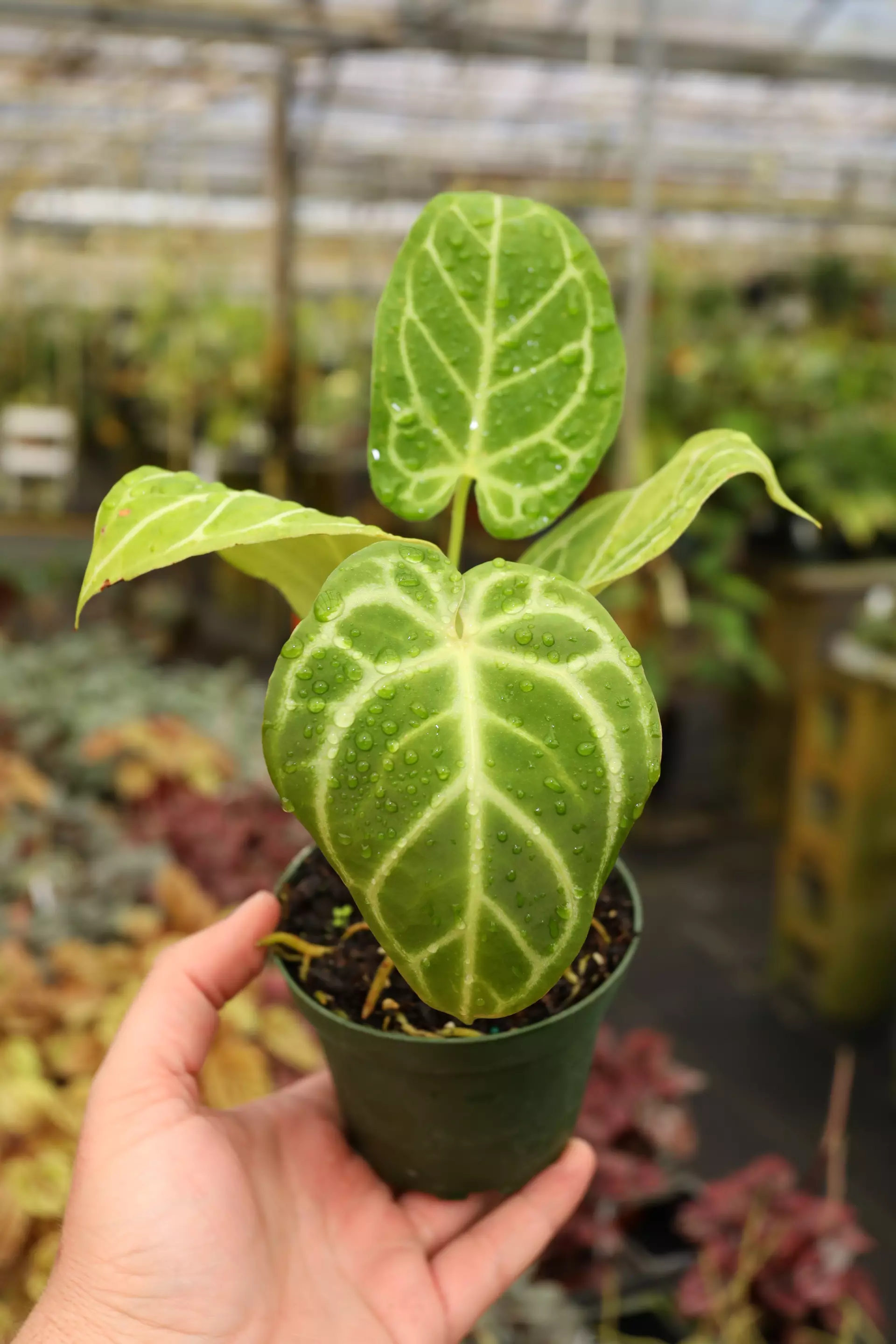 plant/Anthurium magnificum x forgetti x papilillaminum-0