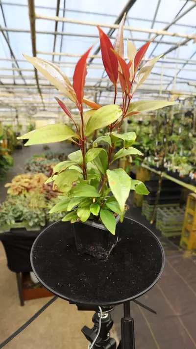 plant/Medinilla serpens-0-thumbnail