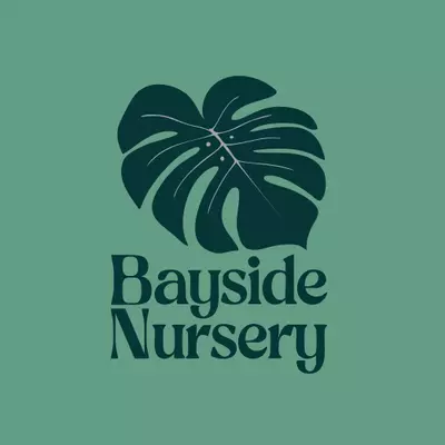 plant/Alocasia Bisma Albo-0-thumbnail