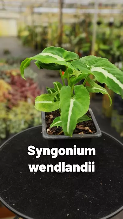plant/Syngonium wendlandii-0-thumbnail