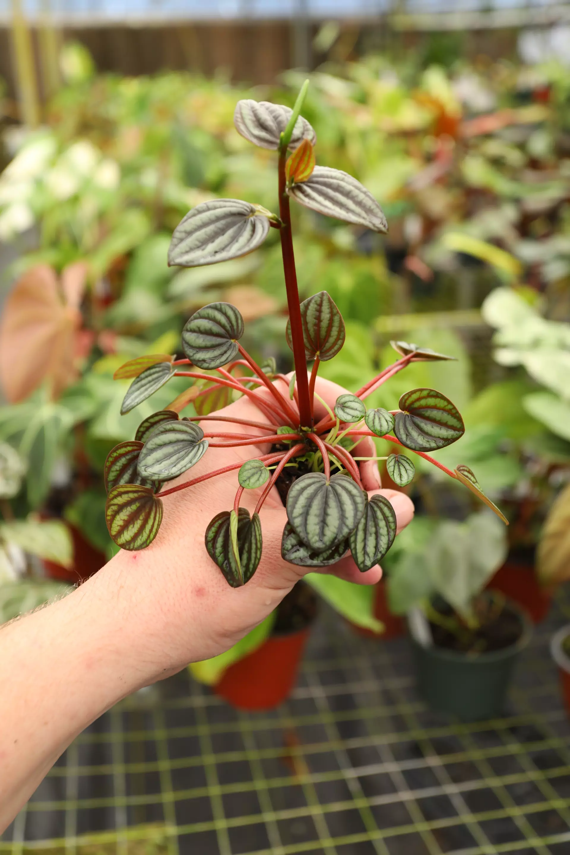 plant/Peperomia piccolo banda-0