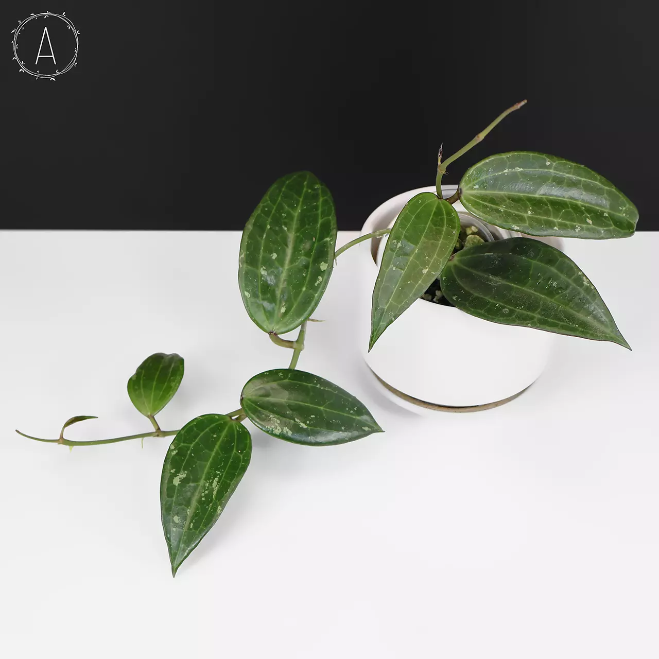 plant/Hoya Latifolia Polystachya (Formerly Macrophylla)-0