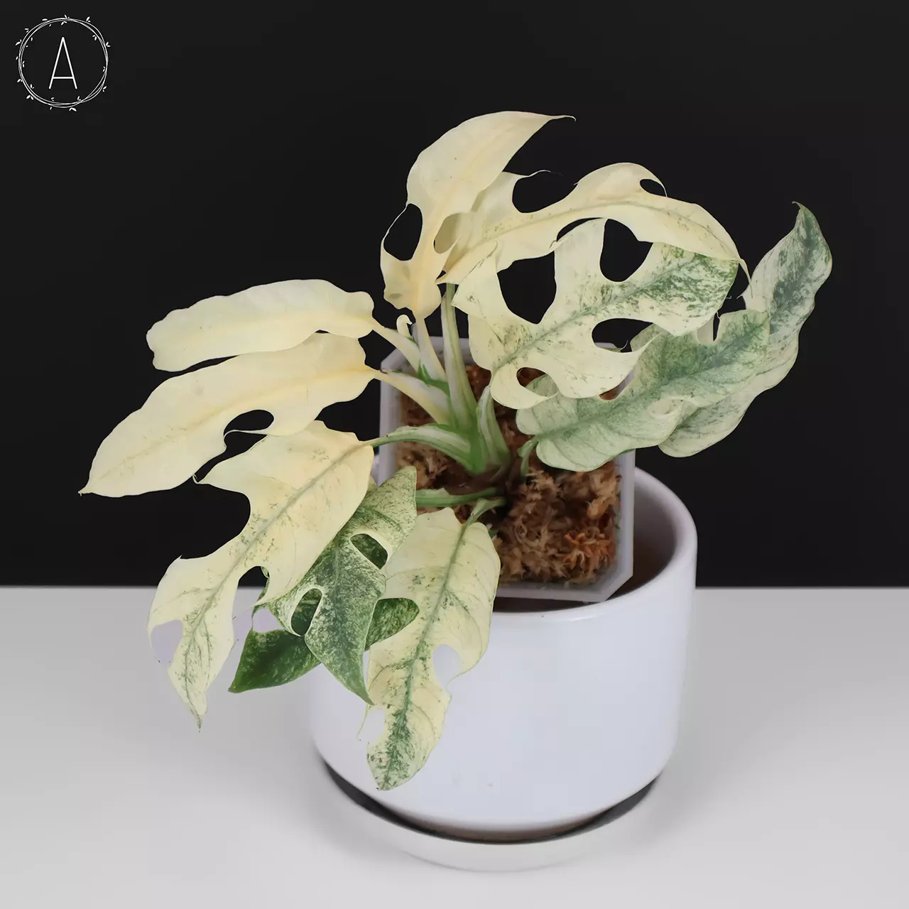 plant/Rhaphidophora Tetrasperma Mint (White Monster)-0