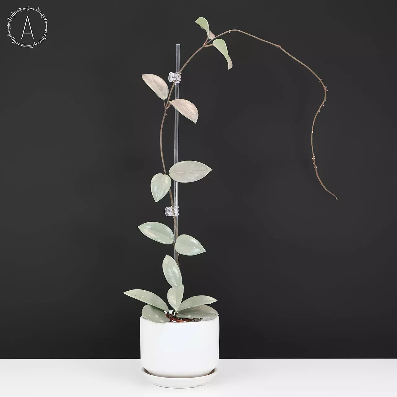 plant/Hoya Wilbur Graves Silver-0