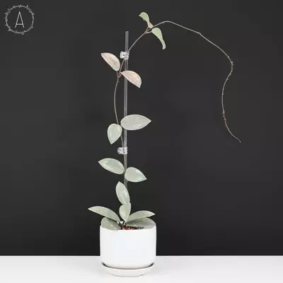 plant/Hoya Wilbur Graves Silver-0-thumbnail