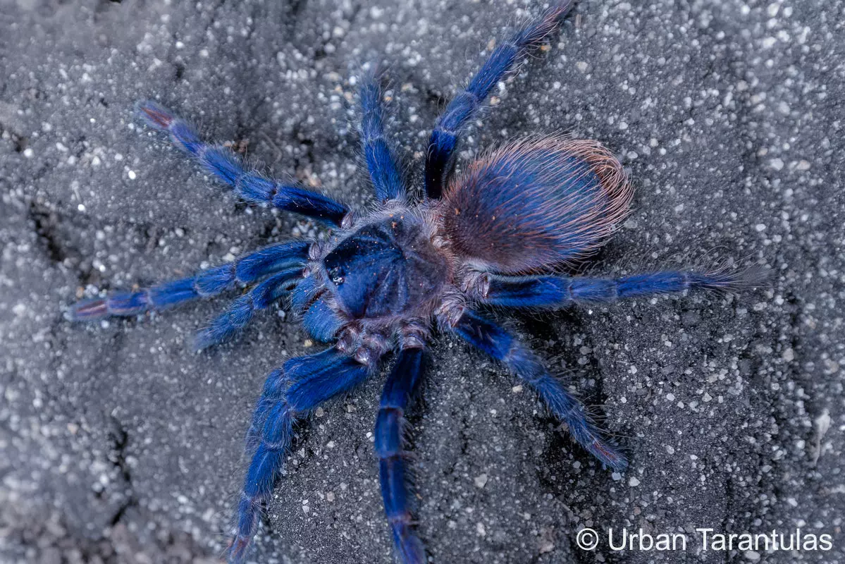 plant/0.5" Brazilian Blue Tarantula - Auction-0