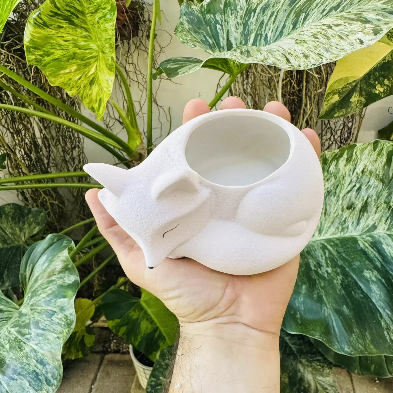 plant/Large white sleeping fox 2” opening-1