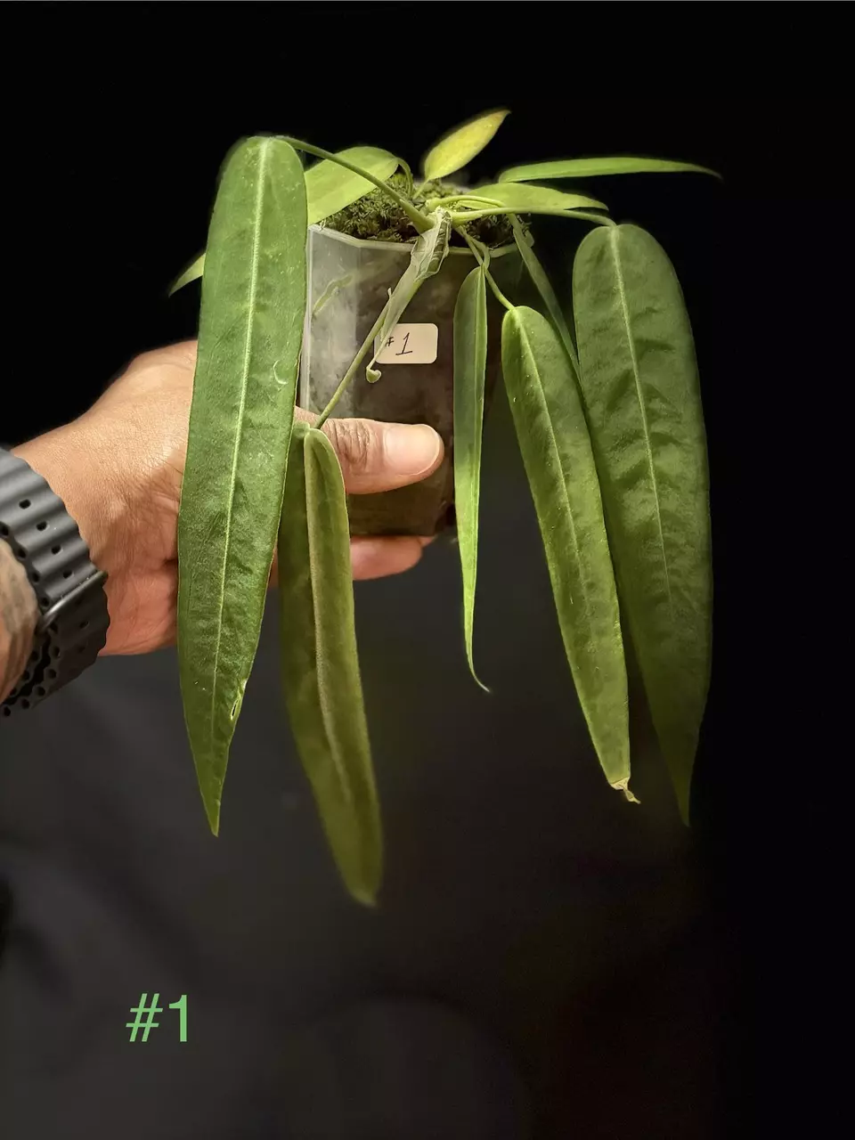 plant/Anthurium Pallidiflorum-0