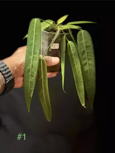 plant/Anthurium Pallidiflorum-0-thumbnail