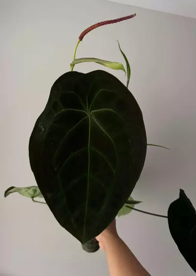 plant/Anthurium NSE Forgetii midcut-3-thumbnail