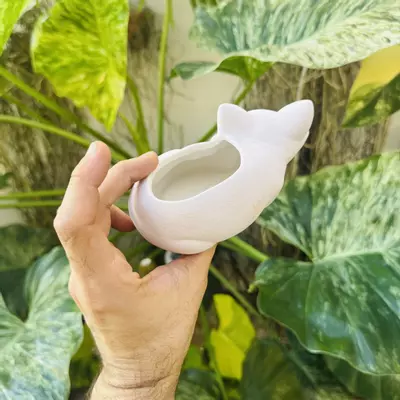 plant/Large white sleeping fox 2” opening-3-thumbnail