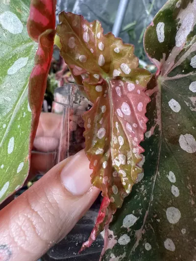 plant/Begonia Pink Maculata-2-thumbnail