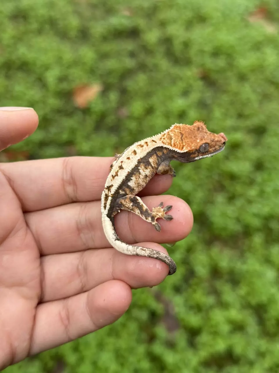 plant/Verso - PV Frost-line Sable-0