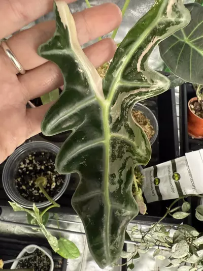 plant/Pink Nobillis Corms (Thai version)-0-thumbnail