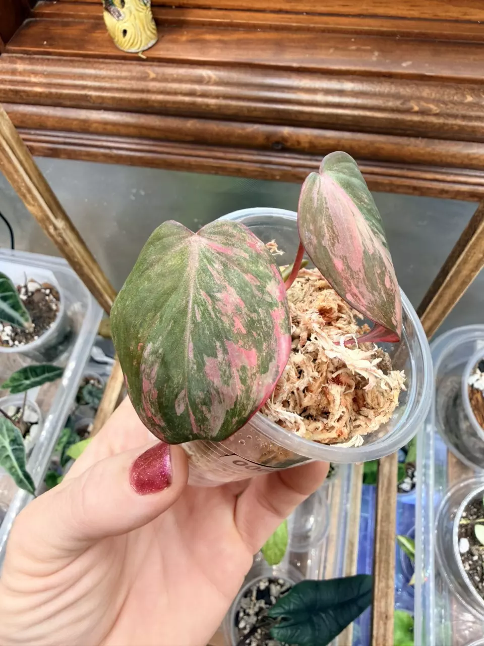 plant/Philodendron Micans Aurea  #0062-1