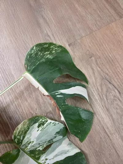 plant/Listing for Red Hot-3-thumbnail