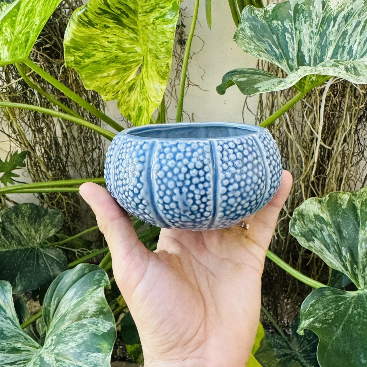 plant/Pebble blue pot 3” opening-0