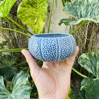 plant/Pebble blue pot 3” opening-0-thumbnail