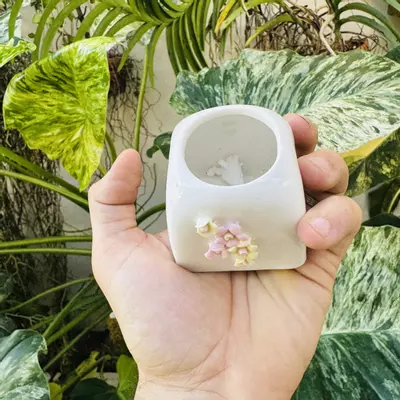 plant/Pearl pot D4 2” opening-1-thumbnail