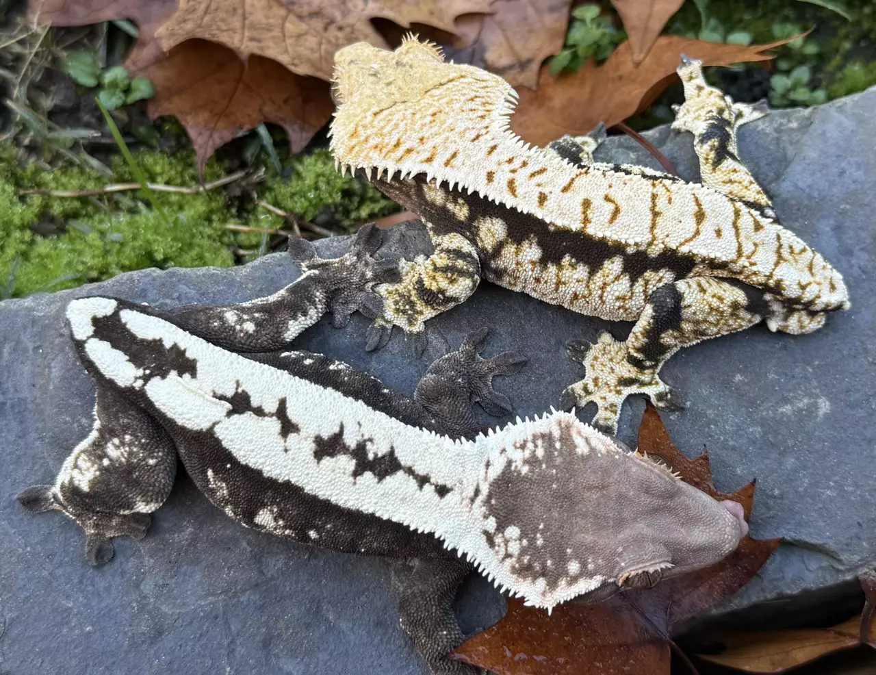 plant/Verso - PV Frost-line Sable-2