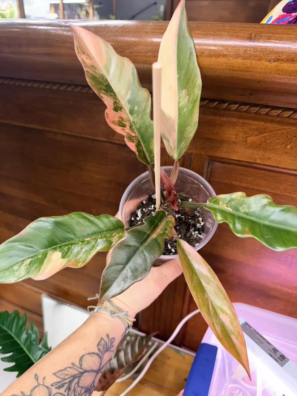 plant/Philodendron ‘Caramel Marble’-0
