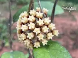 plant/#312 Hoya Nap 07. Fresh cutting-1-thumbnail