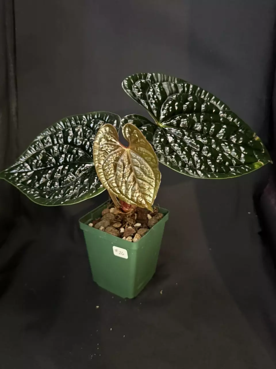 plant/Anthurium Luxurians-0