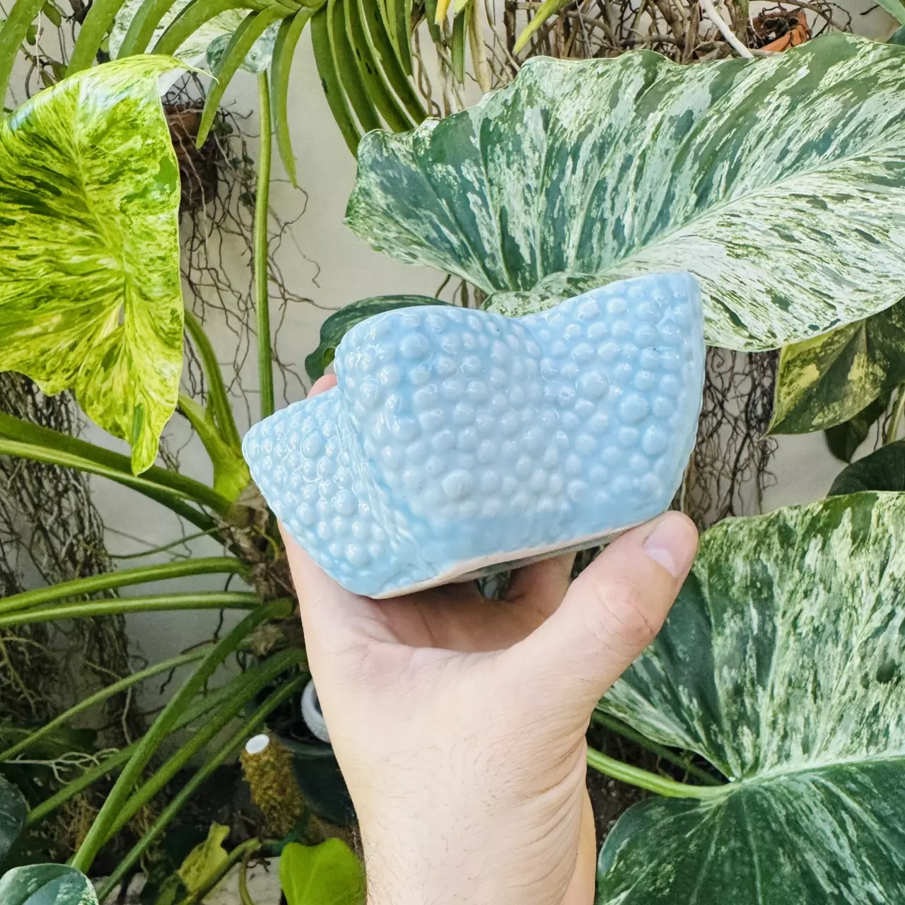 plant/Sea star blue pot 4” opening-1