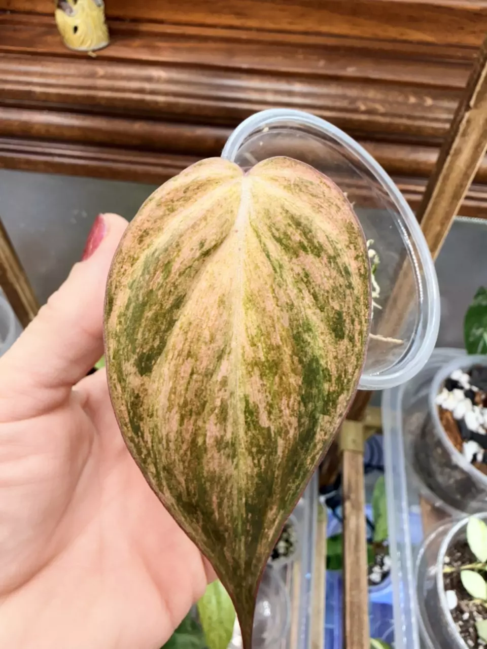 plant/Mint Micans- FC #0060-1