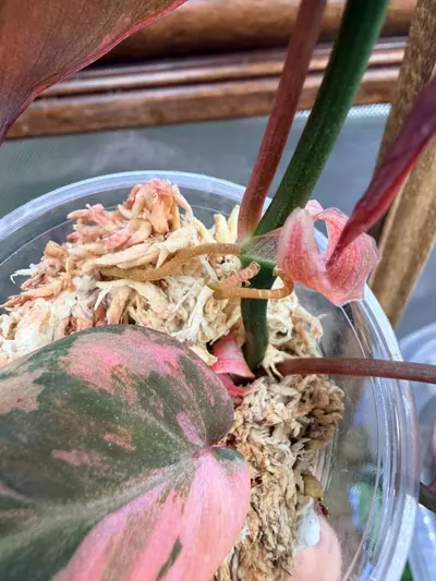 plant/Micans Aurea-multiple nodes FC #63-5-thumbnail