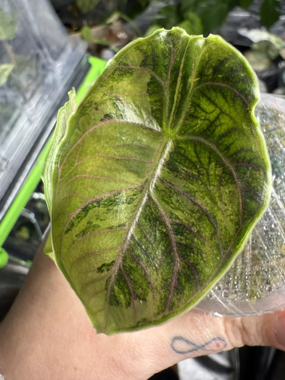 plant/🦄Alocasia Azlanii Pink Albo🦄-2